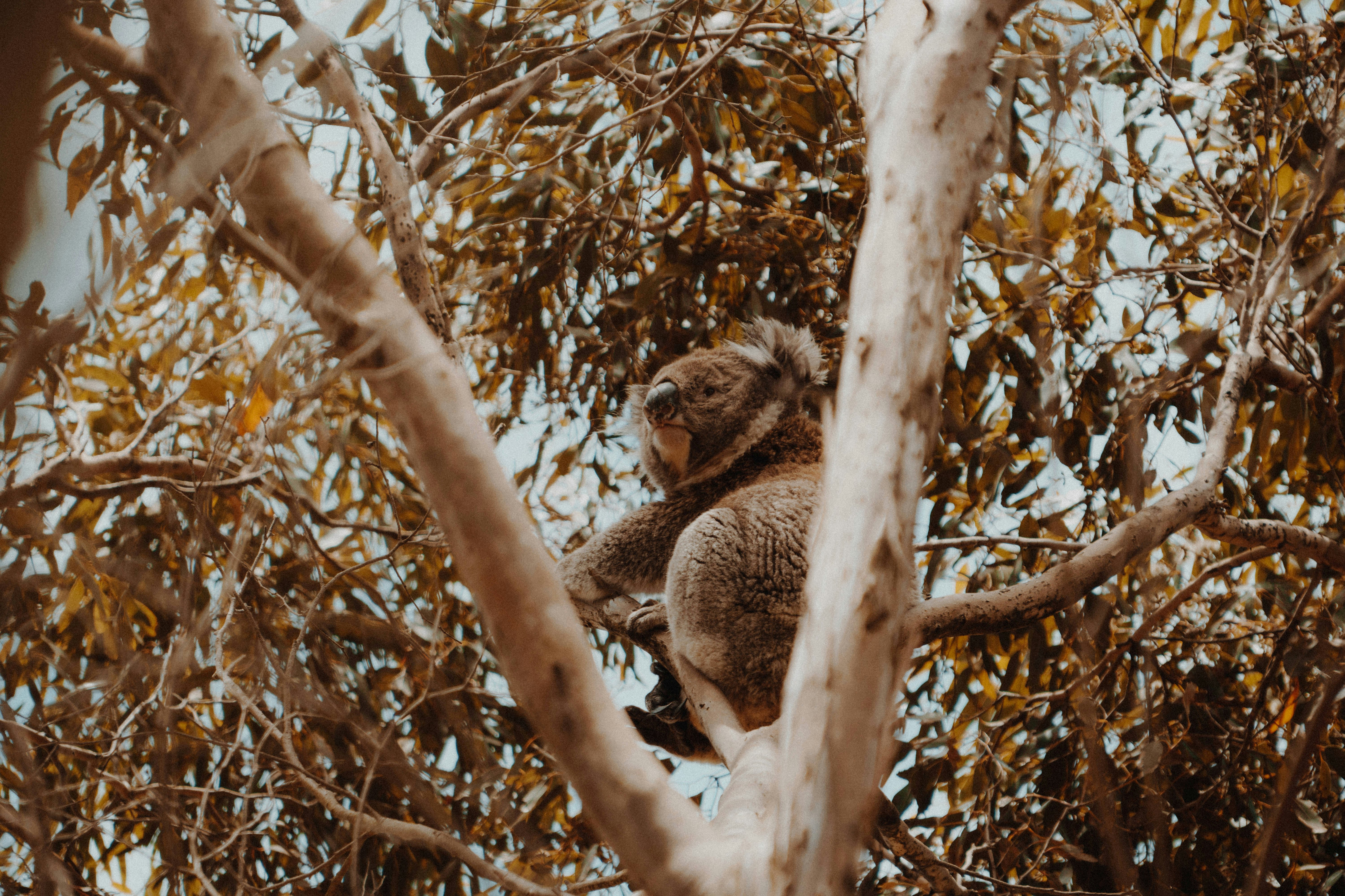 koala bear climbing on tree